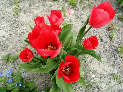 Tulipán 13