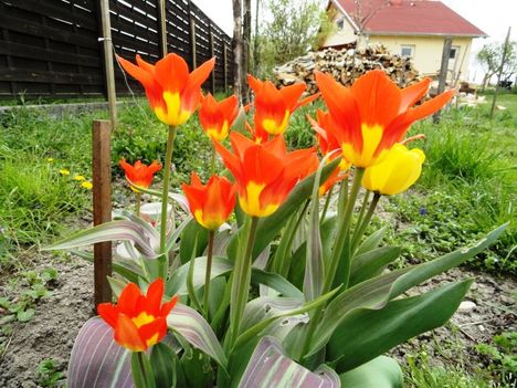 Tulipán 13