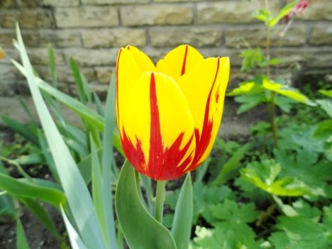 Tulipán 13