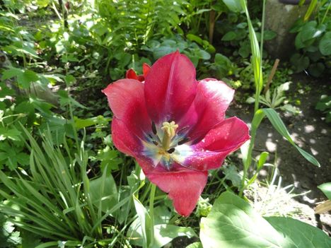 Tulipán 13