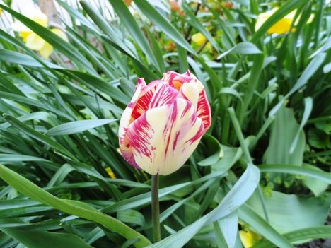 Tulipán 14