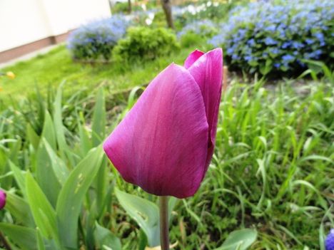 Tulipán 14