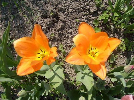 Tulipán 14