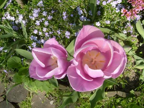 Tulipán 14