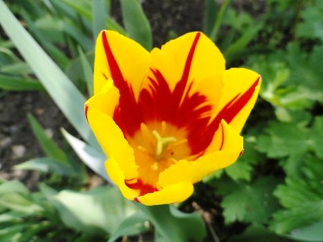 Tulipán 15