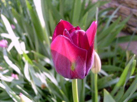 Tulipán 15