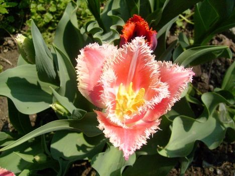 Tulipán 15