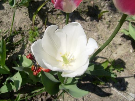 Tulipán 15