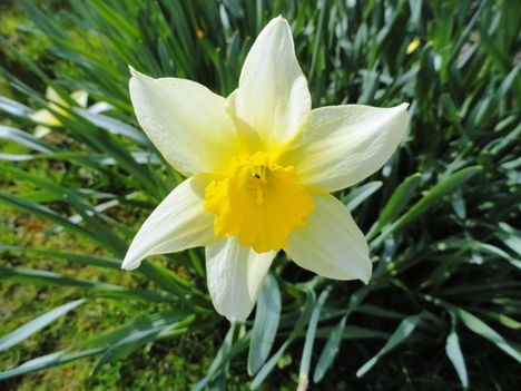 Tulipán 15
