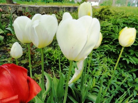 Tulipán 16