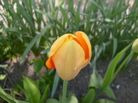 Tulipán 16