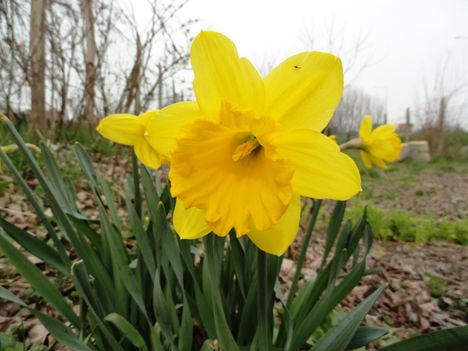 Tulipán 16