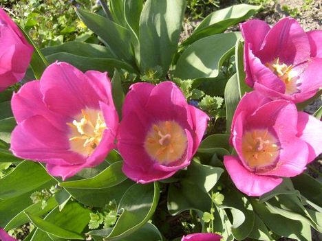 Tulipán 17