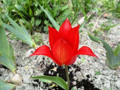 Tulipán 18