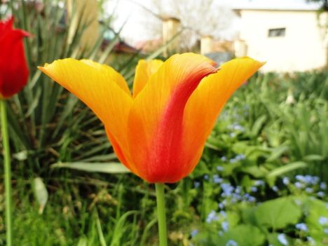 Tulipán 18