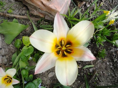 Tulipán 19