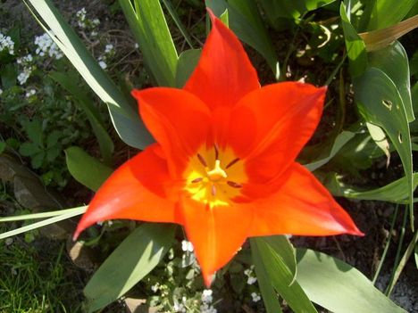 Tulipán 19