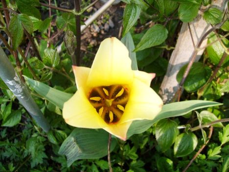 Tulipán 19