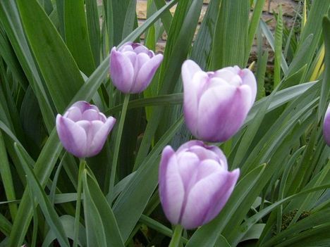 Tulipán 1
