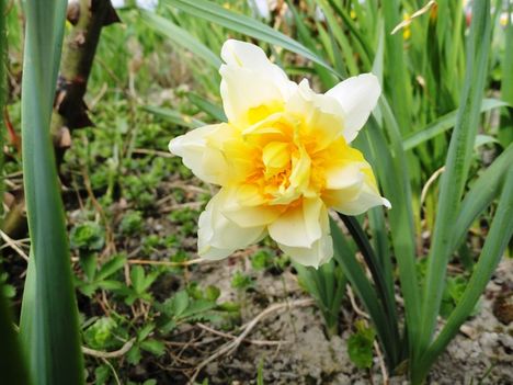 Tulipán 2