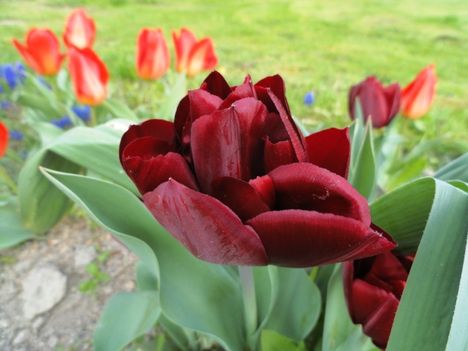 Tulipán 2