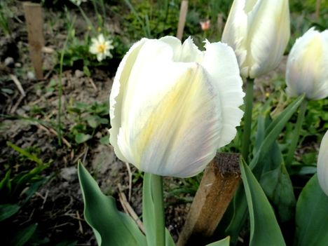 Tulipán 2