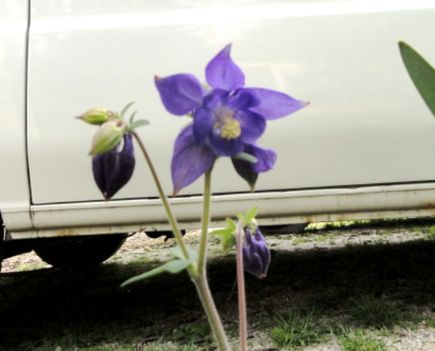 Tulipán 2