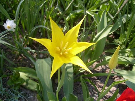 Tulipán 2