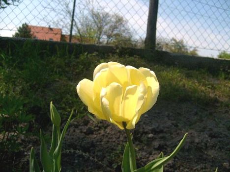 Tulipán 20