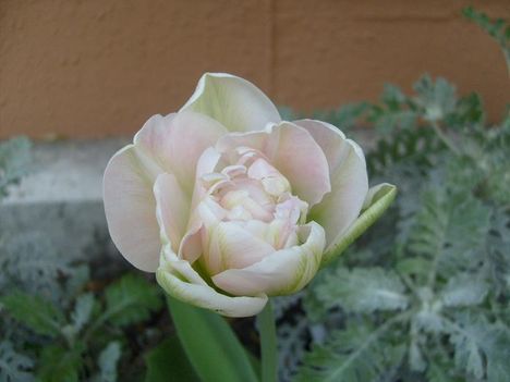 Tulipán 22