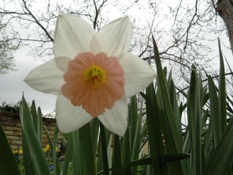 Tulipán 23