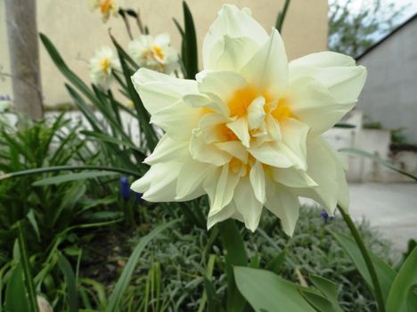 Tulipán 23