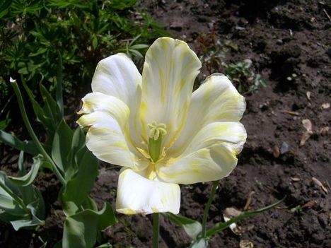 Tulipán 27