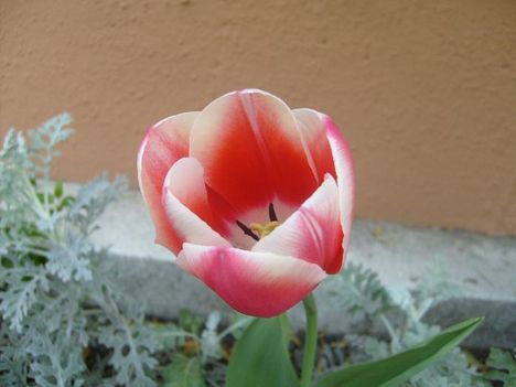 Tulipán 27