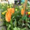 Tulipán 3