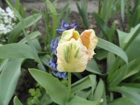 Tulipán 3
