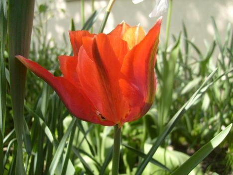 Tulipán 36