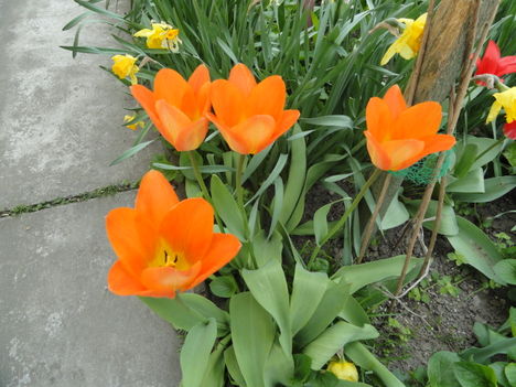 Tulipán 4