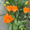 Tulipán 4