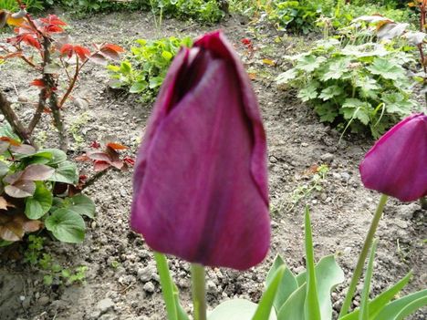 Tulipán 4
