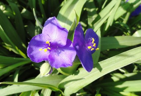 Tulipán 4