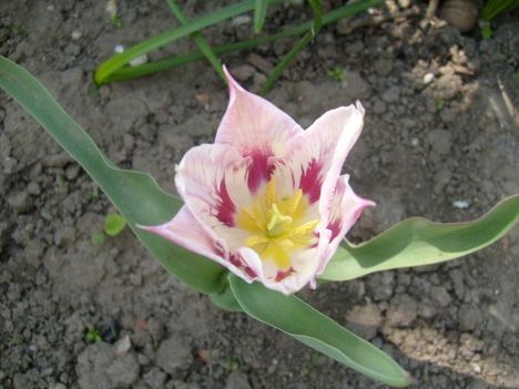 Tulipán 4
