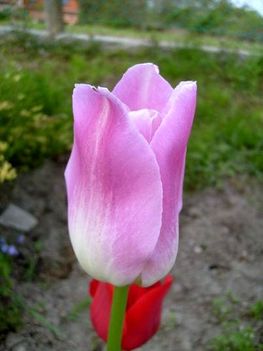 Tulipán 42