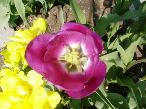 Tulipán 5
