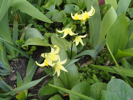 Tulipán 6