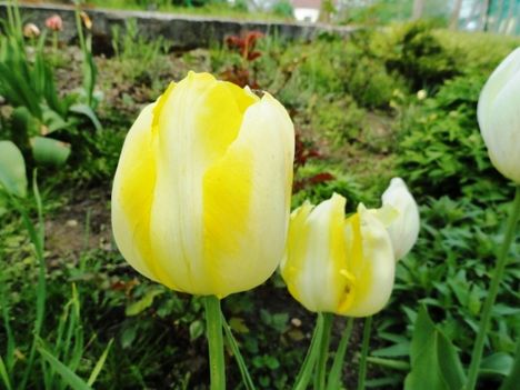 Tulipán 7