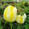 Tulipán 7