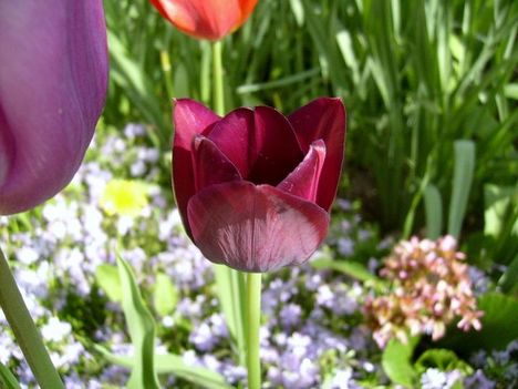 Tulipán 7