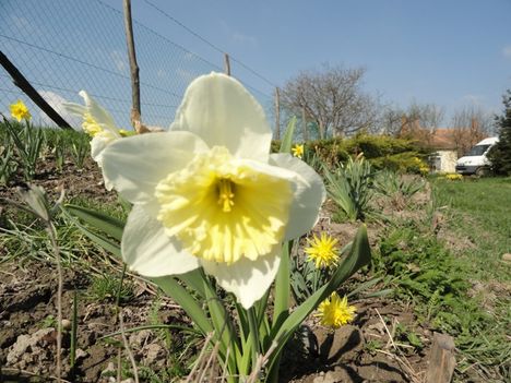 Tulipán 7