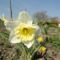 Tulipán 7